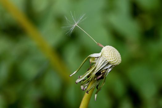 A Dandelion with one single seed left.