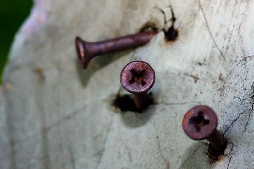Rusty Philips screws screwed in a log.