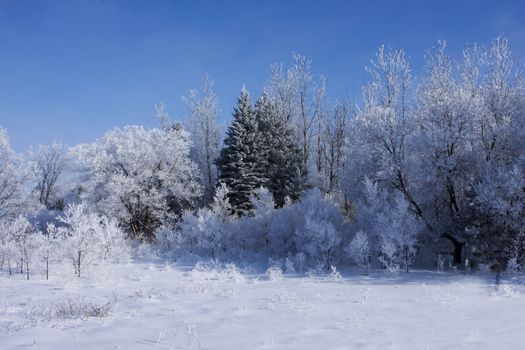 A thin layer of fresh snow covers the trees making a beautiful winter scene.