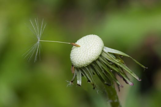 Close up macro of dandelion seeds ready to take flight. Only one seed still in place.