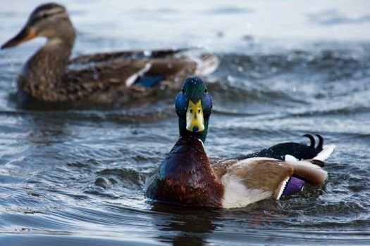 Male and female mallard swimming in the pond.