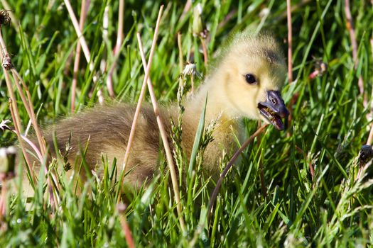 Portrait of a Canadian gosling eating a dandelion.