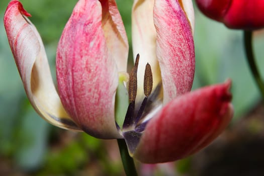 Close-up of the colorful tulip flower in the spring.