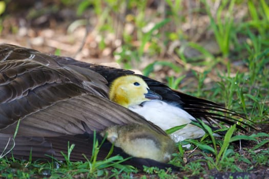 A Canadian gosling snuggling in for a rest.