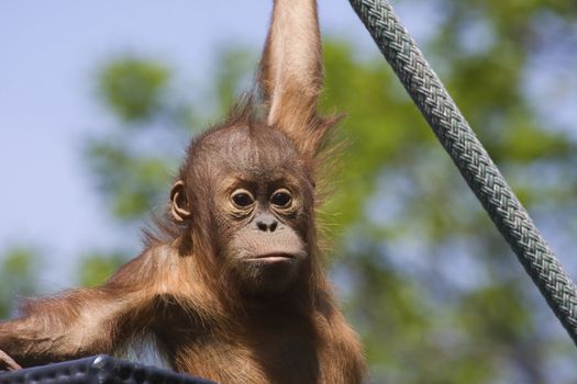 Baby Orangutan out for its daily exercise, climbing on a rope.