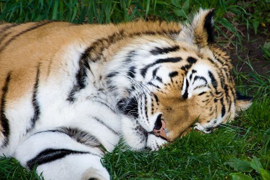 Bengal Tiger Sleeping in the grass at the zoo.