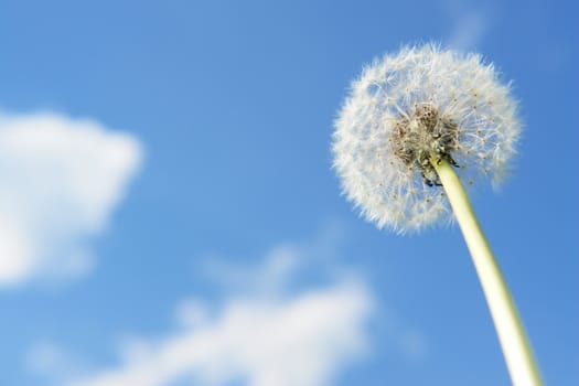 blowball dandelion clock at springtime in the wind