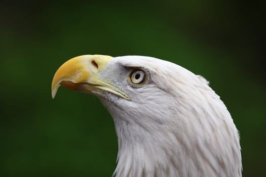 Close up head shot of an American Bald Eagle.