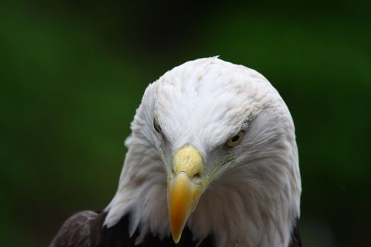 Close up head shot of an American Bald Eagle.