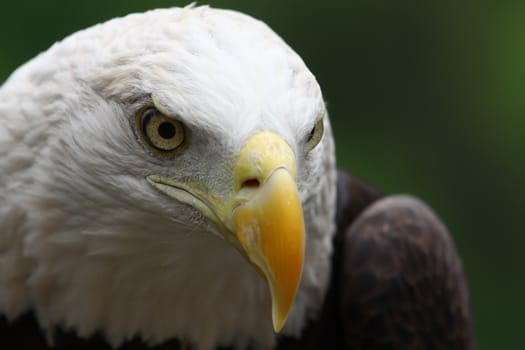 Close up head shot of an American Bald Eagle.