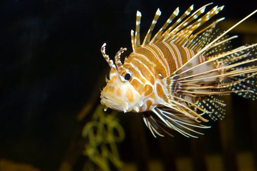 Lion fish swimming by in an aquarium.