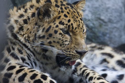 Amur Leopard takes a break in the early afternoon.