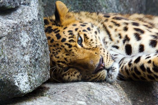 Amur Leopard resting on a stack of rocks.