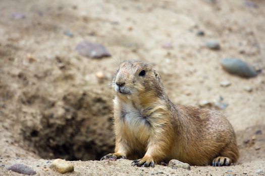 Prairie dog  standing at attention by it's den.