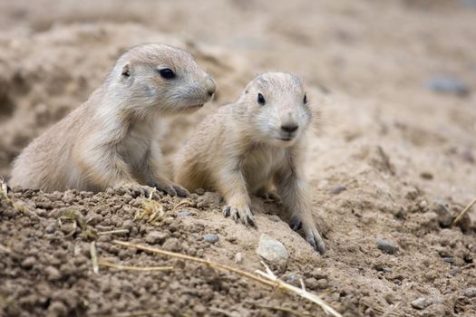 Prairie Dogs stand alert and at the ready.