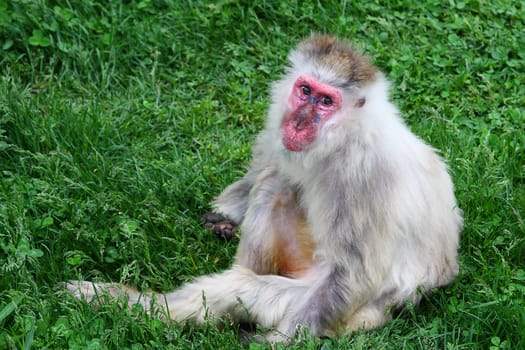 Macaque (Snow) Monkey's relaxing in their environment.