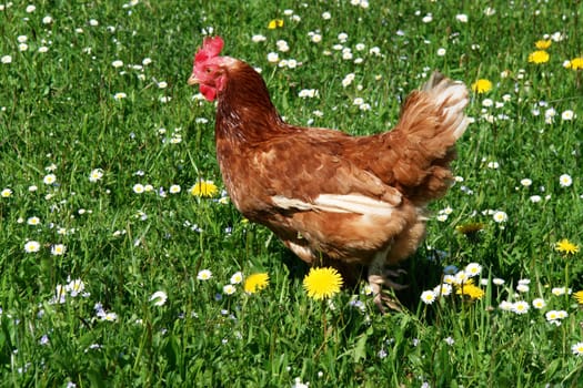 Hen outside in the meadow at spring