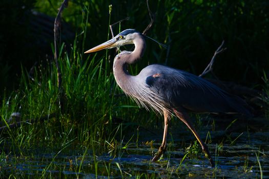 Great Blue Heron Fishing in the moring.