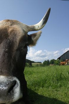 Picture of a cow on a sunny day