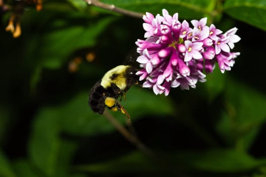 Golden Northern Bumblebee on a lilac flower.