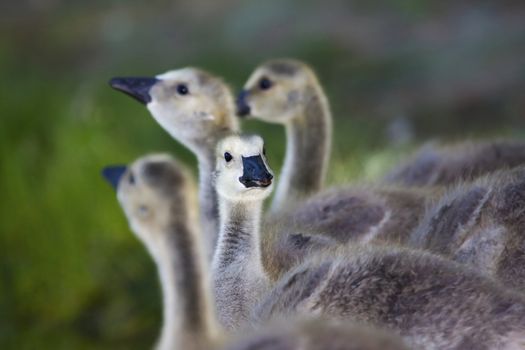 Canadian Geese canadian Geese goslings go to the river.