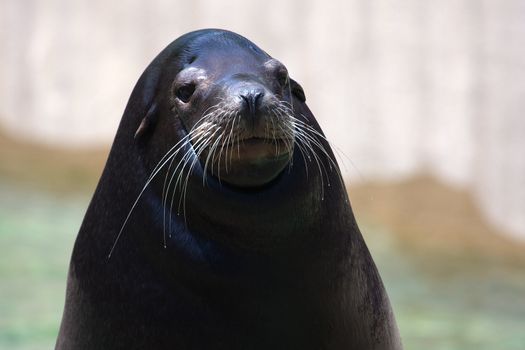 Seal posing for a photograph at the zoo.