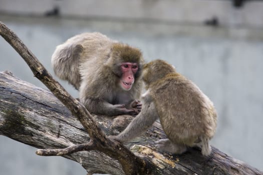 Macaque (Snow) Monkey's sitting on a tree branch.