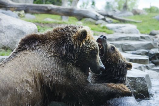 Two Grizzly Bears in the middle of a fight.