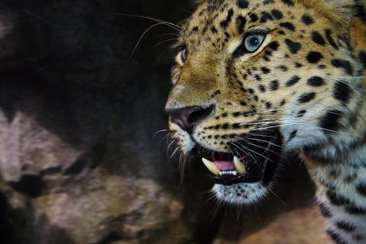 Close up of an Amur Leopard on the prowl.