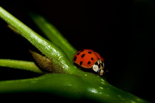 Asian Ladybug Beetle, (Harmonia axyridis) on a plant stem.