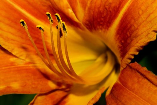 Close up macro of an Orange Day Lily.
