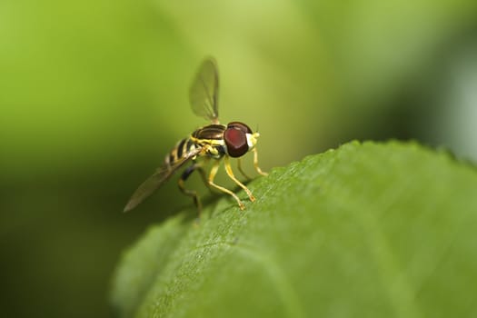 Hover fly resting on a plant leaf.