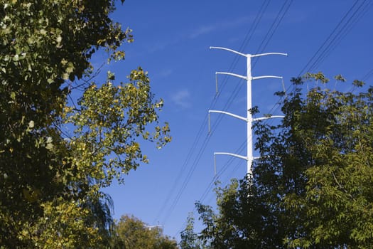 Electrical power lines framed by the surrounding trees.