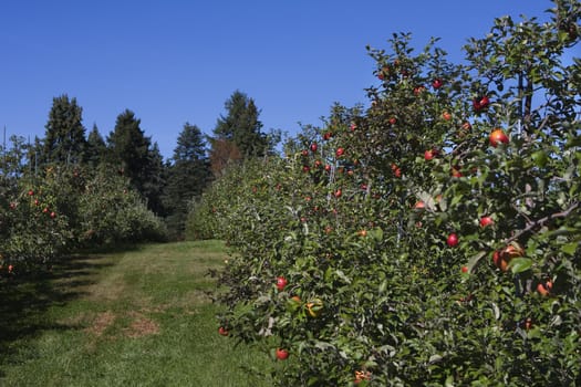 Apple Orchard full of ripened apples.