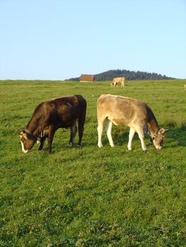 cows in field on a sunny day