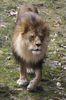 Front view of a Male Lion walking.