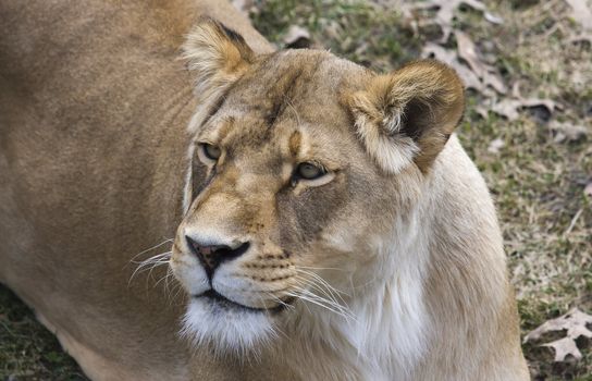 Female African Lion looking around it's hunting grounds.