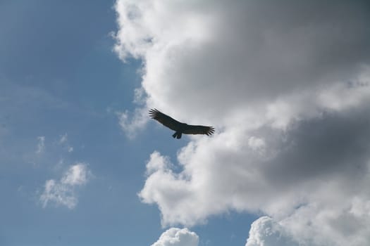 Picture of a flying eagle infront of wonderfull clouds