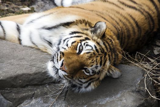 Bengal Tiger lays down to catch it's breath.