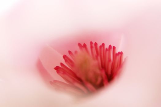 beautiful colorful viivid flowers in bloom pink