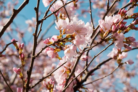 Pink cherry blossom over the blue sky