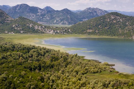 Green beauty swamp on Skadarsko lake in Montenegro.