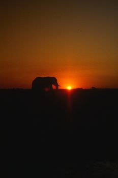 Elephant silhouette against dramatic sunset with red sky.