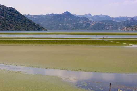 Green swamp, Skadarsko lake - Balkans, Montenegro