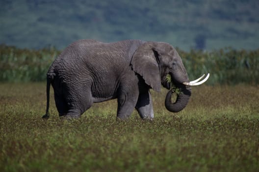 Adult elephant on the plain with green grass.