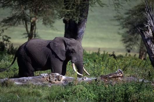 Adult elephant on the plain wiht trees.