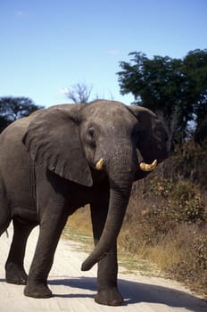 Elephant in frontal view in grass with trees.