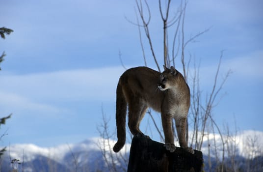 Adult Mountain Lion perched atop a snag.