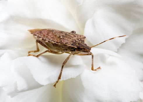 Stink bug or shield marmorated insect landed on a white blossom of spray carnation