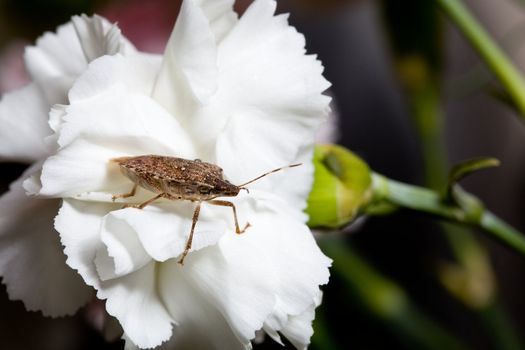 Stink bug or shield marmorated insect landed on a white blossom of spray carnation